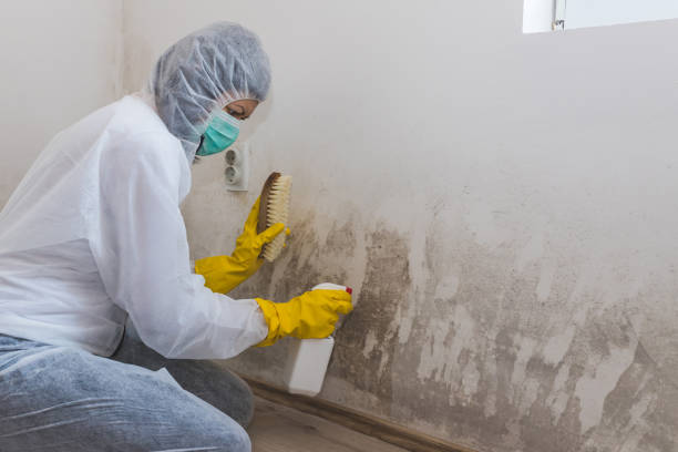 Professional Mold Removal in Buena Vista, MI